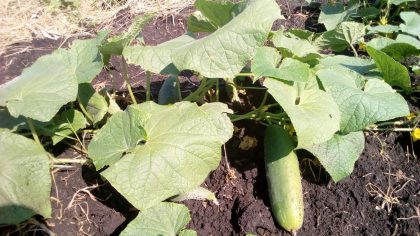 Cucumber getting ready for harvesting